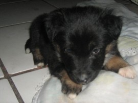 Max